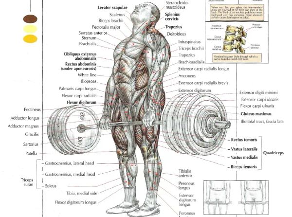 This is how you increase your deadlift