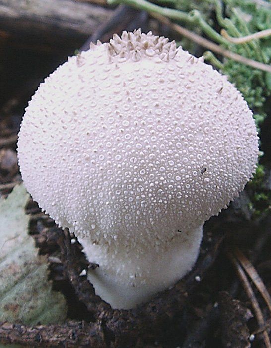 Røyksopp