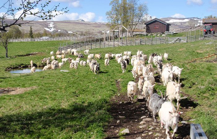 Ny giv i Småbrukarlaget
