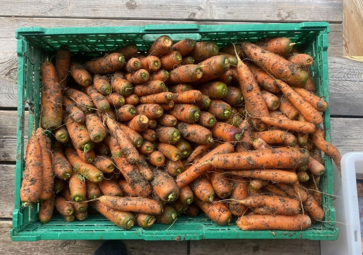 Lagring av gulrøtter