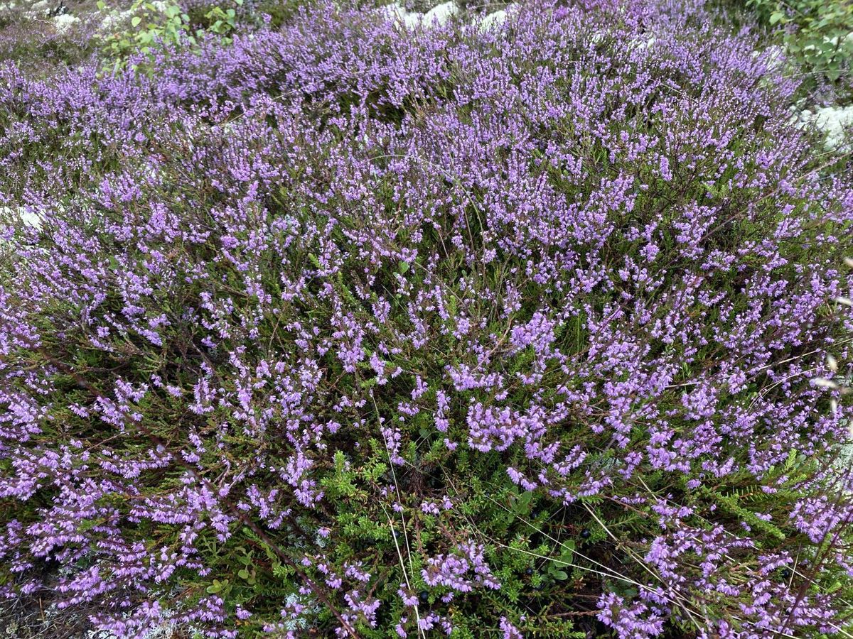 Røsslyng - Norges nasjonalblomst