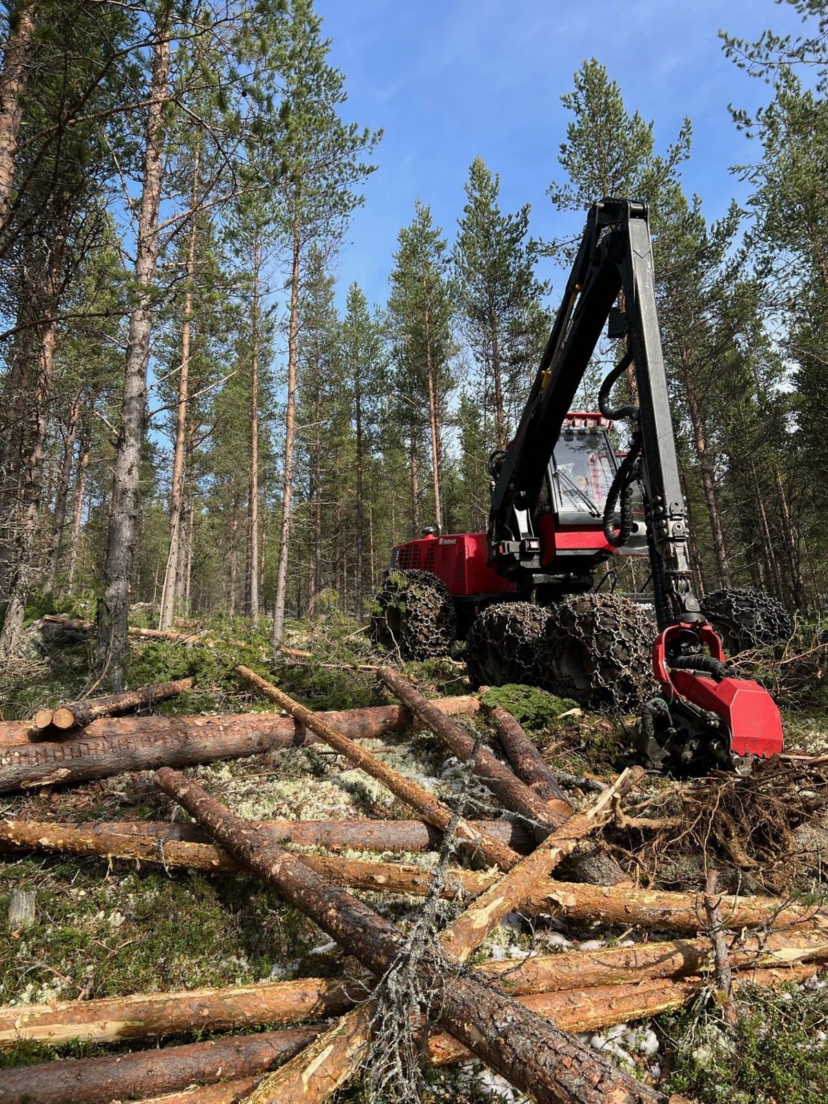Skogen tynnes