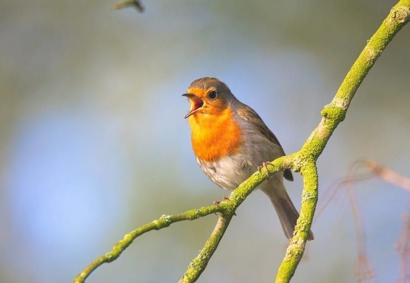 Stor-Elvdal er blitt en syngende kommune!
