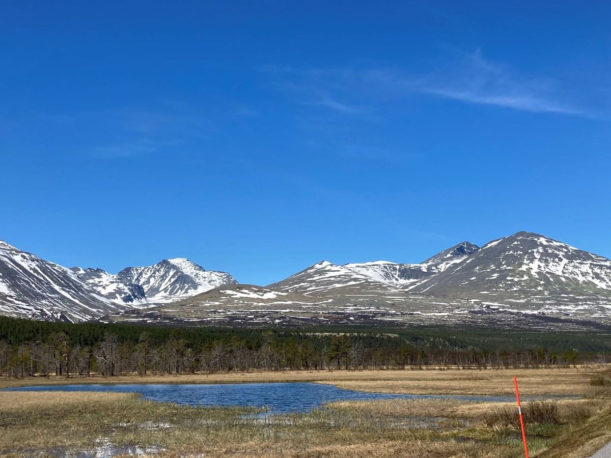Fugleliv på Atnsjømyrene