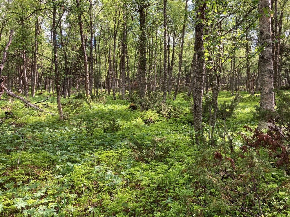 No er det fint i skogen