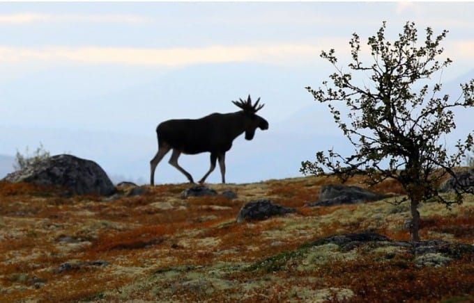 Avskyting av bringer