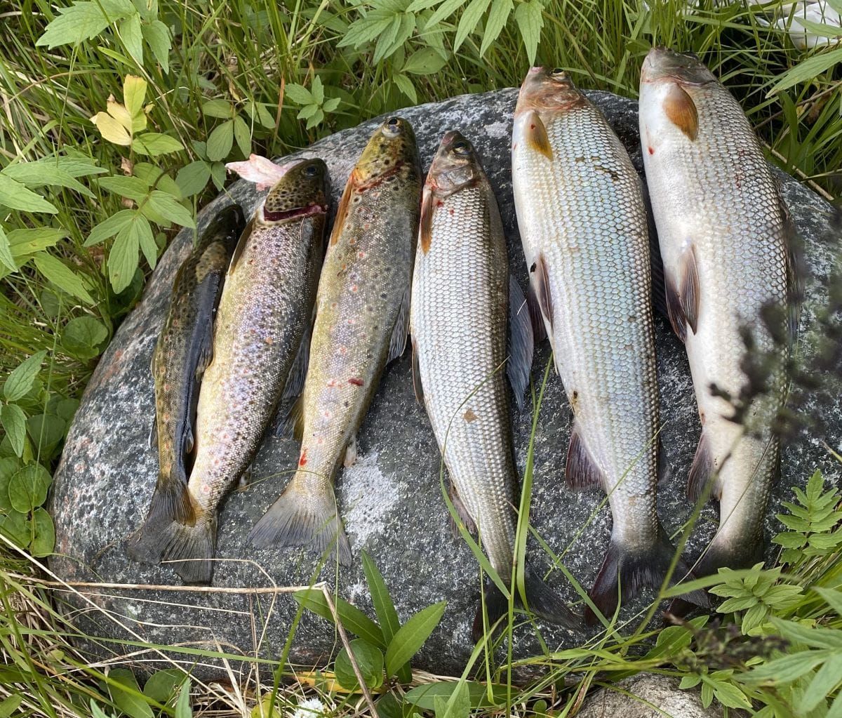 Godt fiskebett