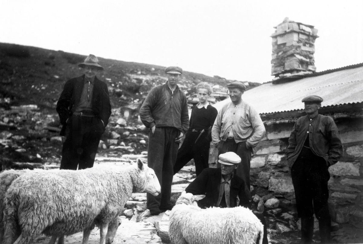 Bekymring ved sauebingen