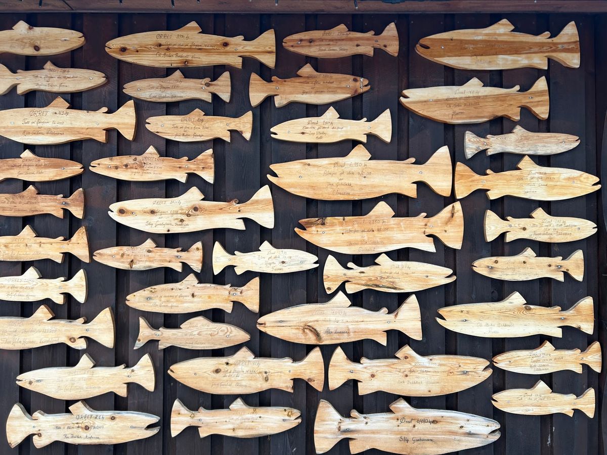 Fiskekortsalget har økt