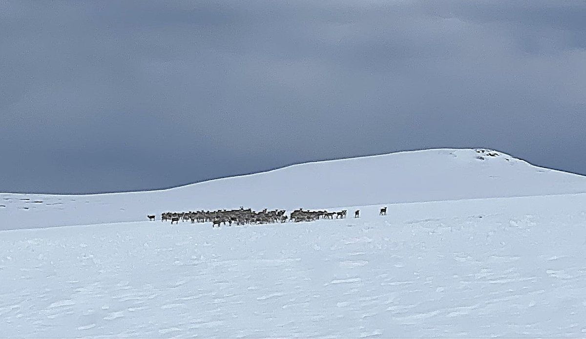Tiltaksplan for villreinen i Rondane