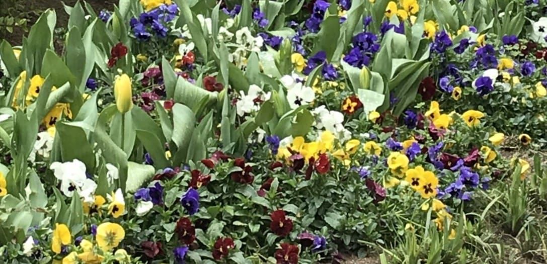 Blomsterauksjon 2. pinsedag