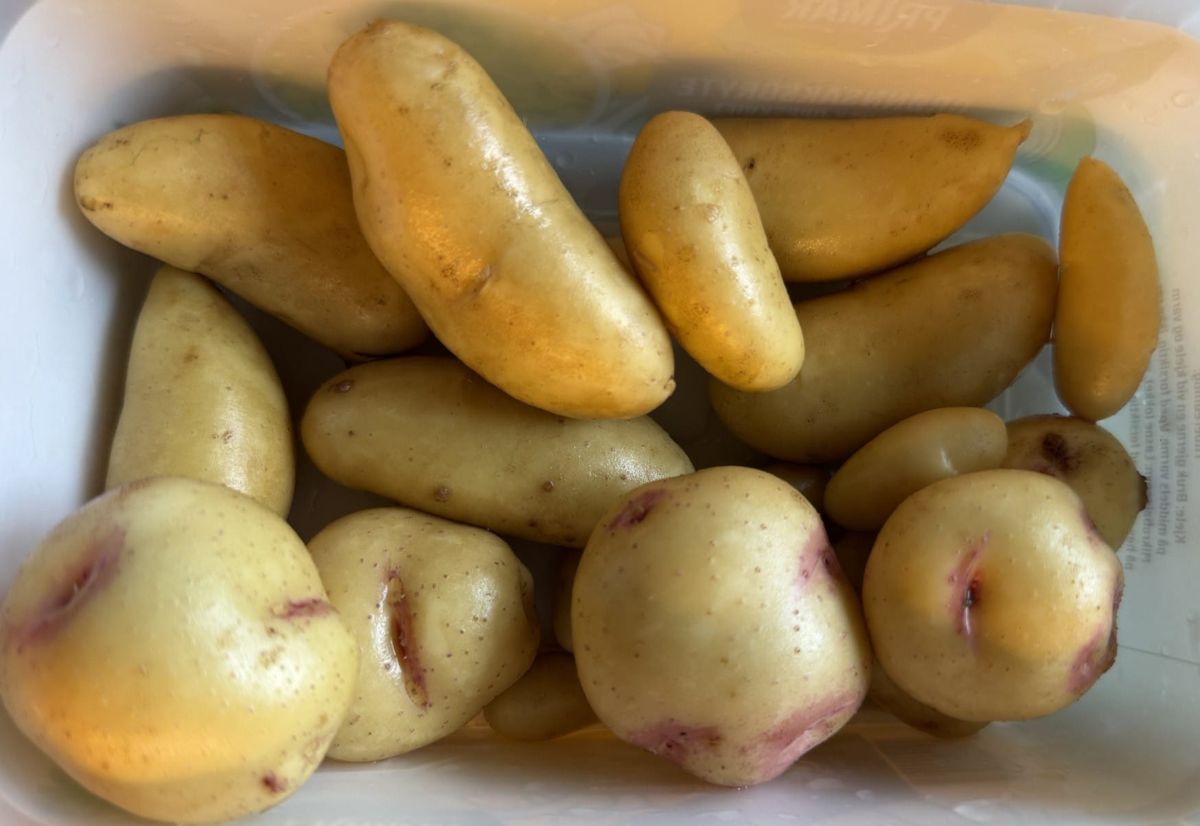 Nypoteter fra Sollia