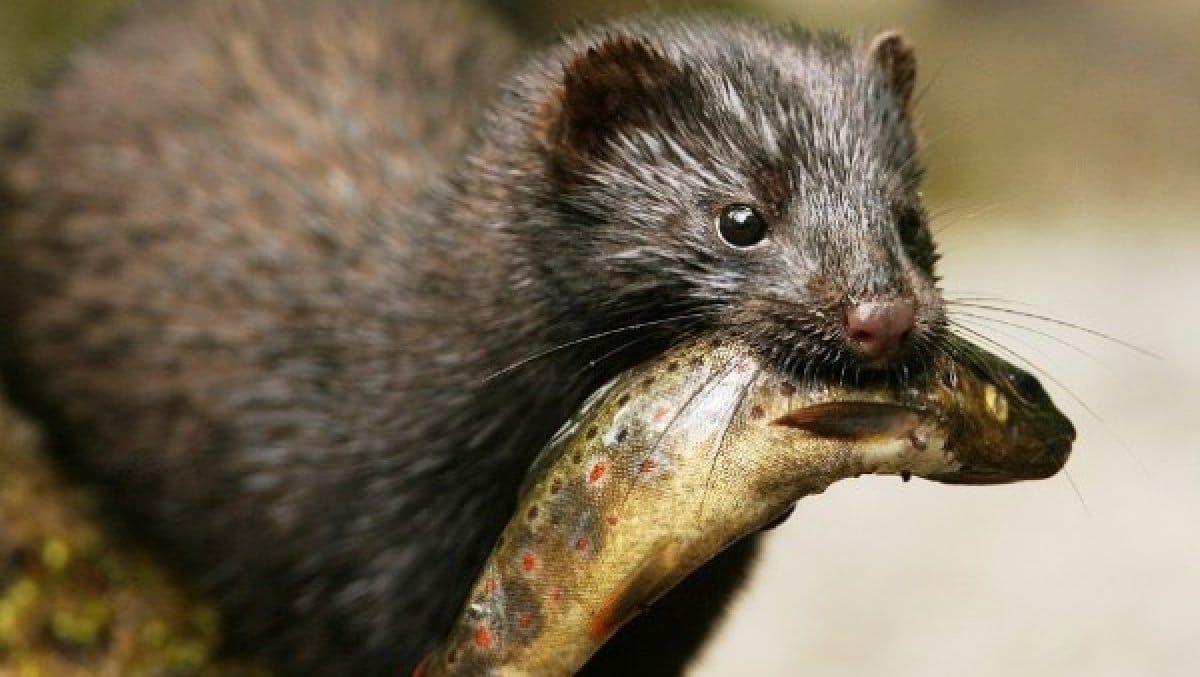 Minkefeller til utlåns