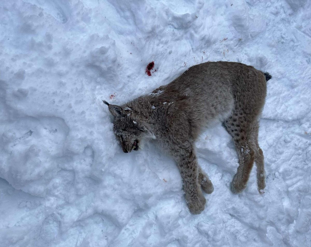 Gaupejakta var fort unnagjort