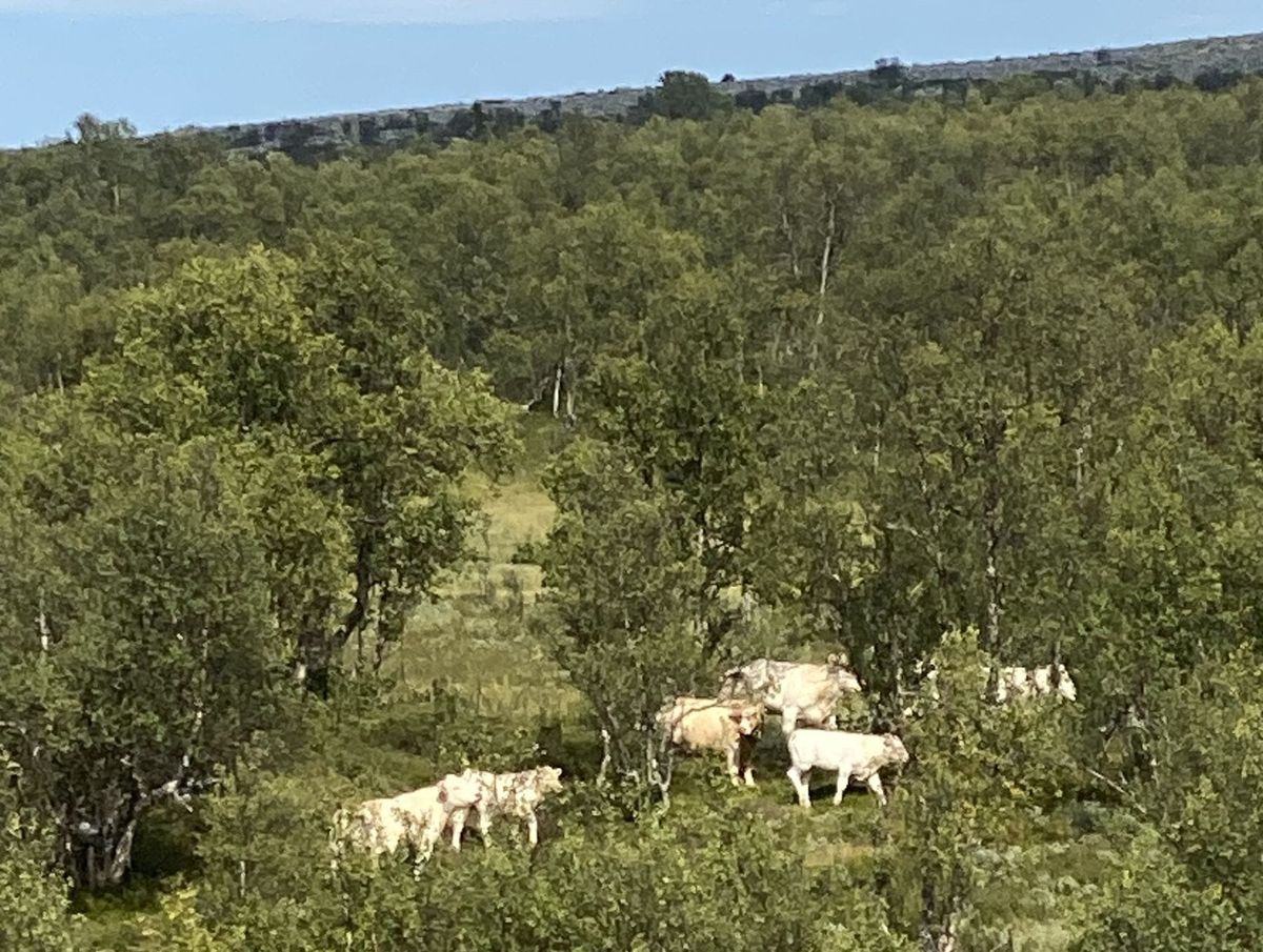 Gammelt nytt fra fjellstyret