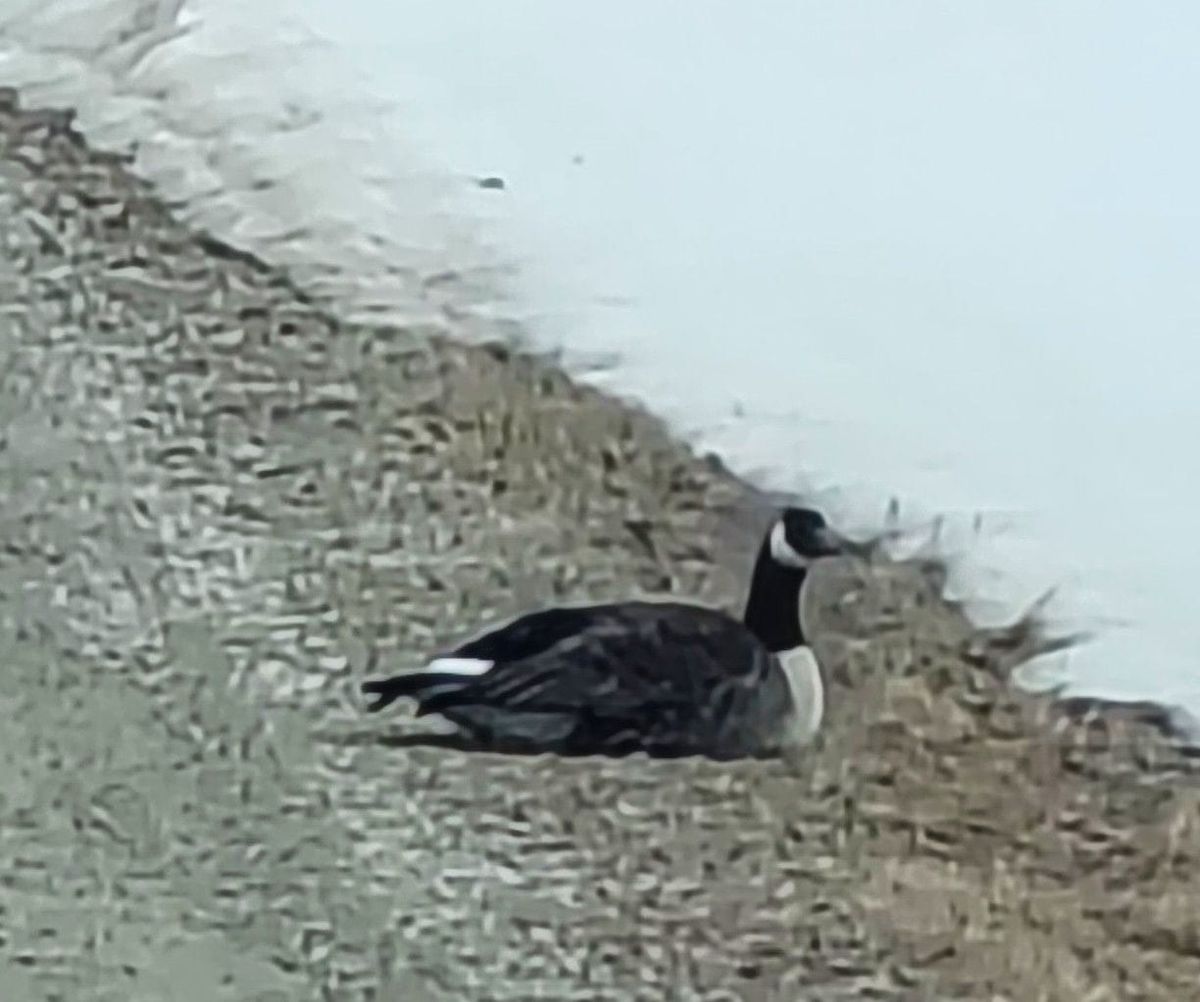 Gås på ville veier