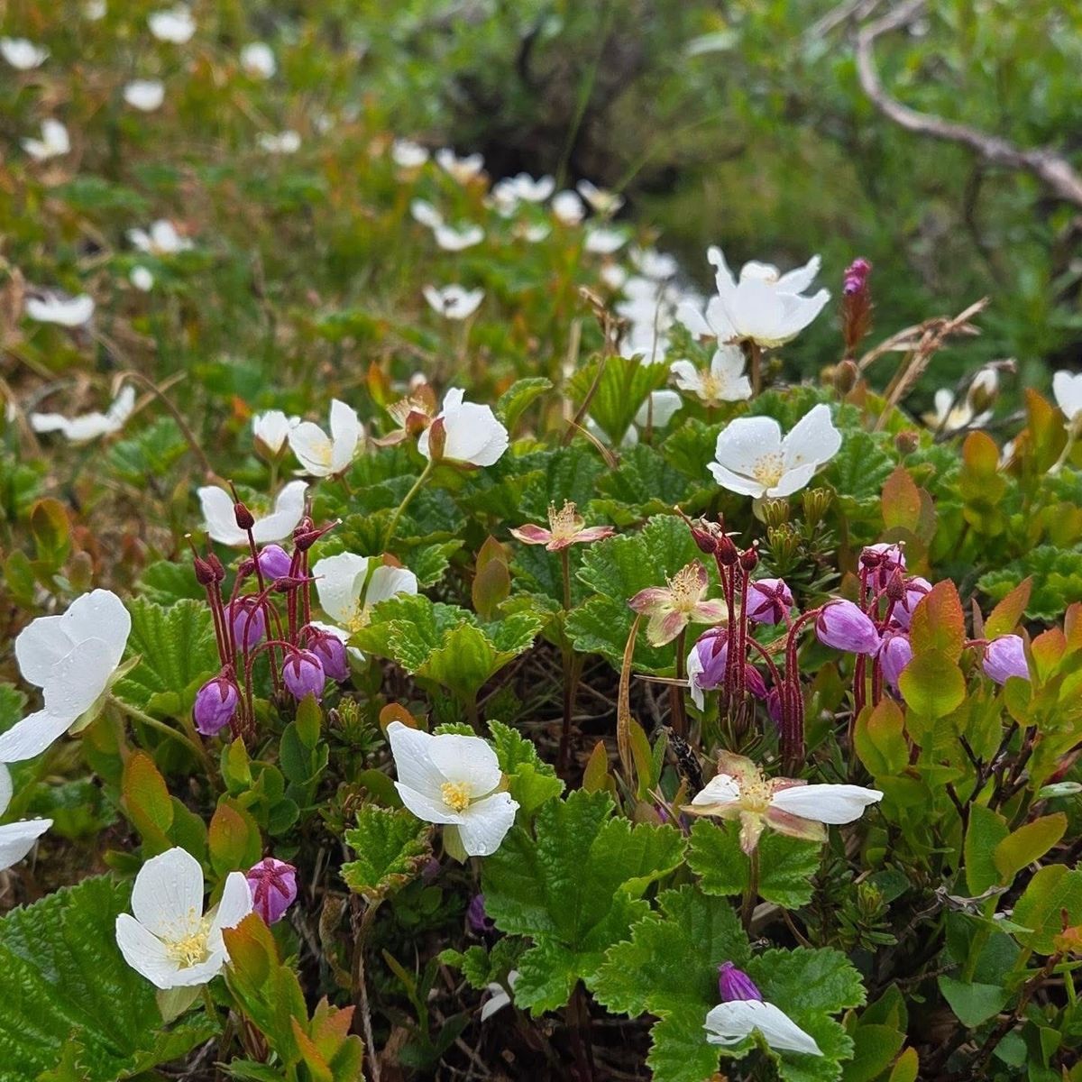Det blomstrer i fjellet
