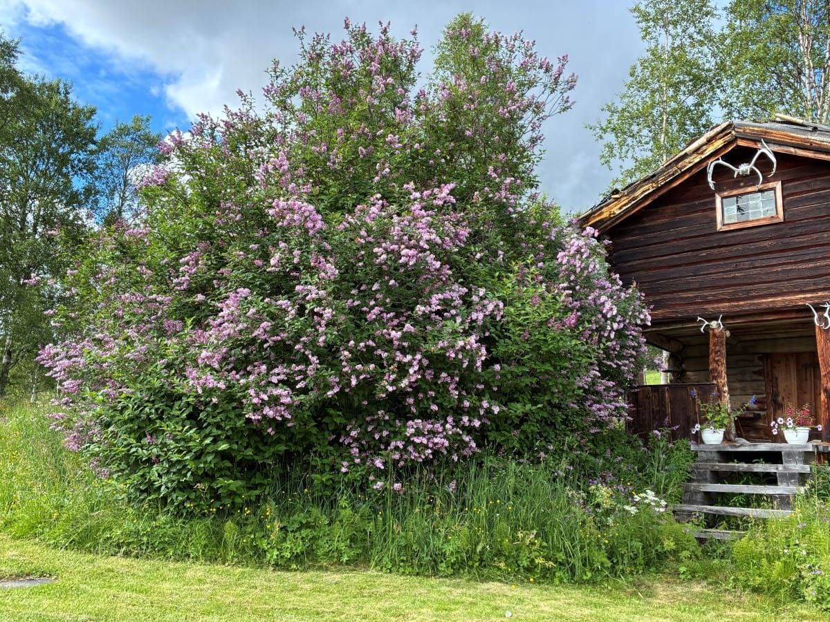 Syrinen blomstrer på Atnbrua