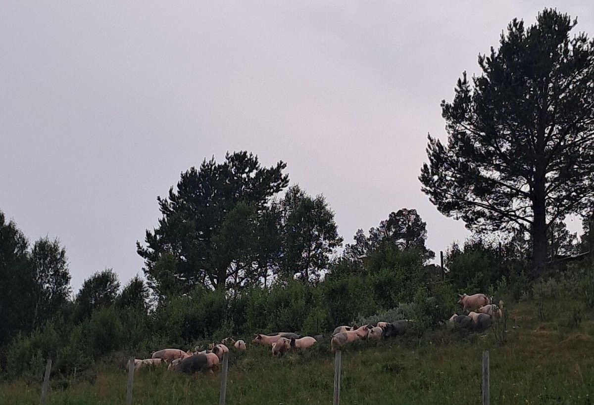 Griser til fjells
