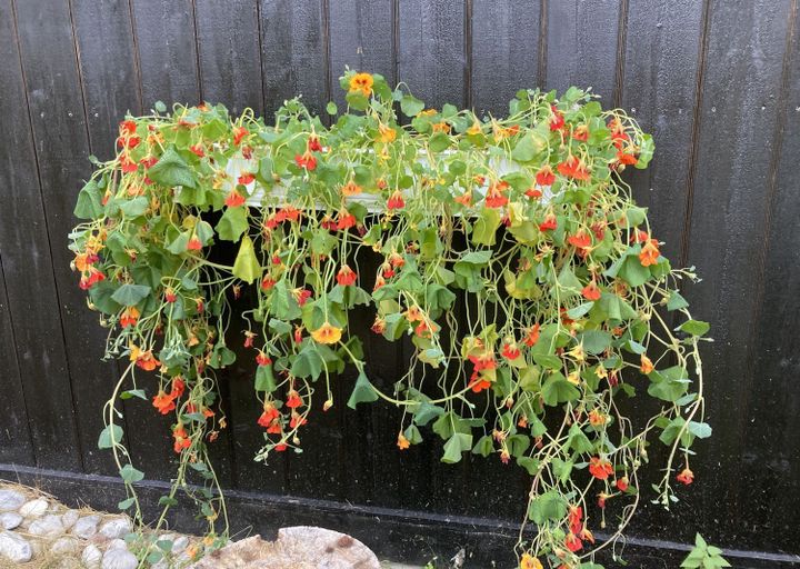 Slutt på blomkarsen for i år