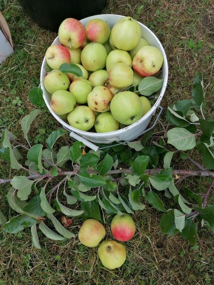 Fruktsensasjon på Mogrenda