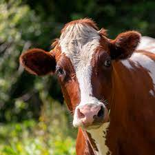 Den siste sommeren på setra