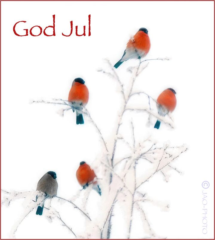 Sollia.net ønsker alle en god jul