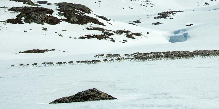 Kan vi åpne gamle villreinruter i Rondane ved å fjerne turisthytter, stier og veier?
