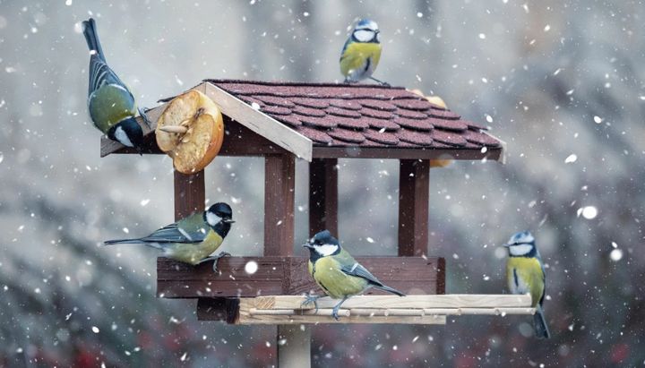 Fuglene på forbrettet