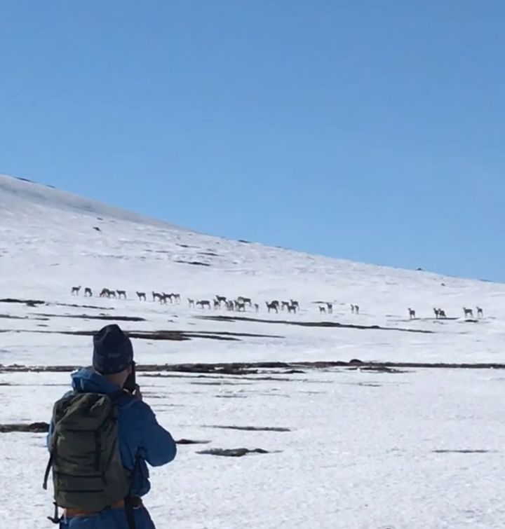 Åpent møte om villrein 7. februar