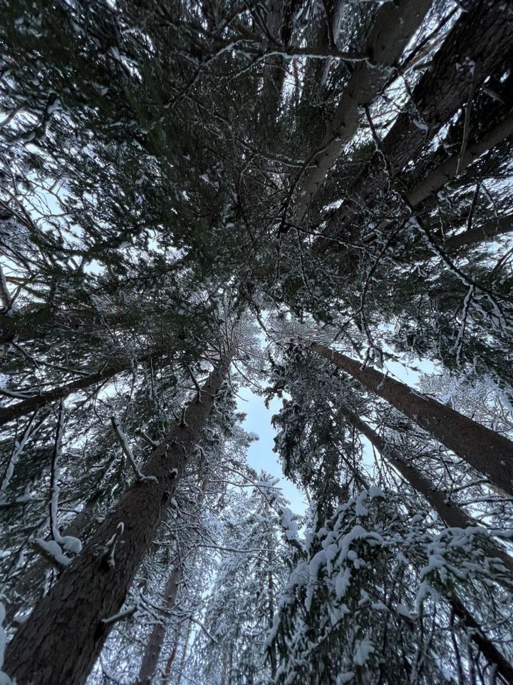 Det smeller i skogen