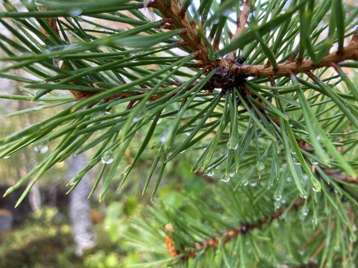 Herleg med litt væte i naturen