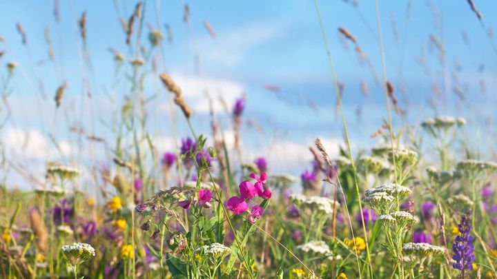 Sollia.net tar pause