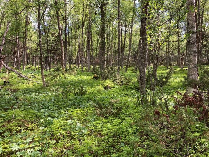 No er det fint i skogen