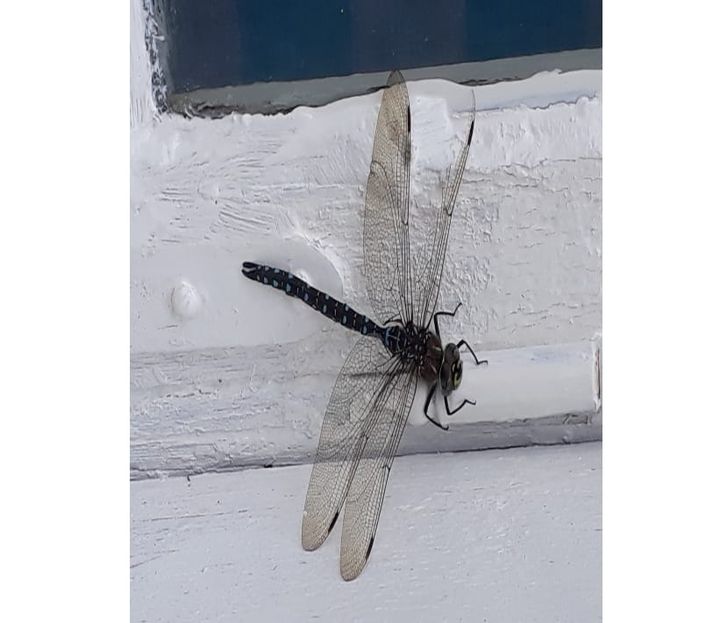 Øyenstikkeren stikker ikke