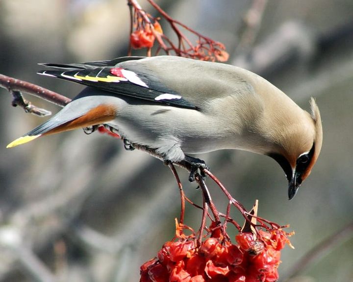 Sidensvans observert på Atnbrua