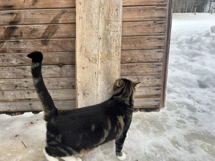 Nytt lys over mystisk plankebrev: Spor av skogfinnekultur i Sollia?