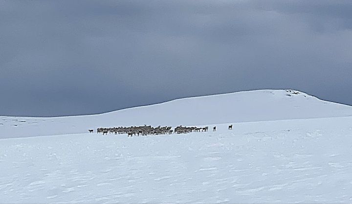 Tiltaksplan for villreinen i Rondane
