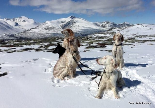 Båndtvang er i gang