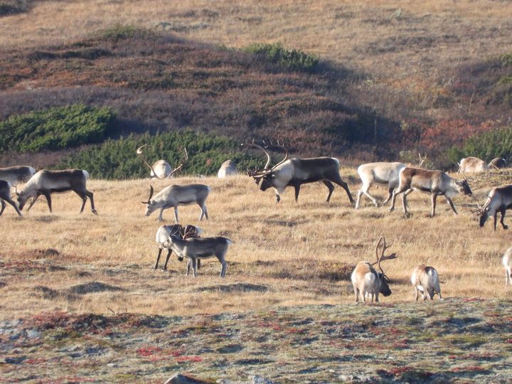 Kronikk fra Norsk villreinsenter: Kommunenes ansvar for villreinen