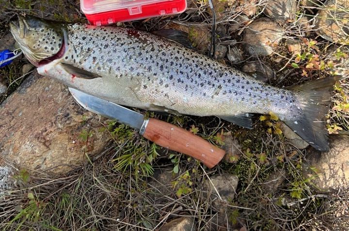 Kurs for fiskeinteresserte