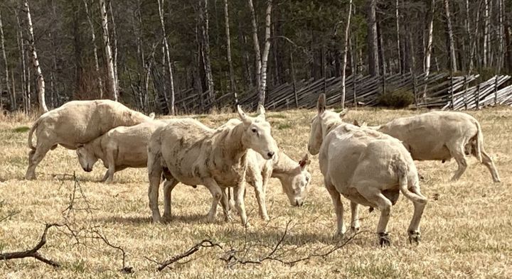 Slåsskamp på Atnbrua