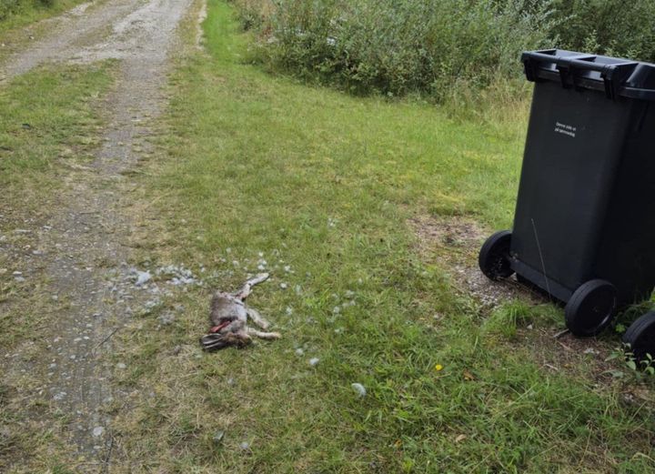 Harepest i Stor-Elvdal