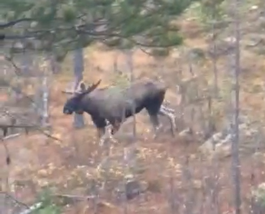 Spennende jaktopplevelse