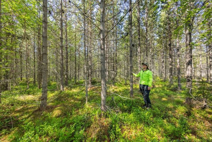 Contortaen skal vekk
