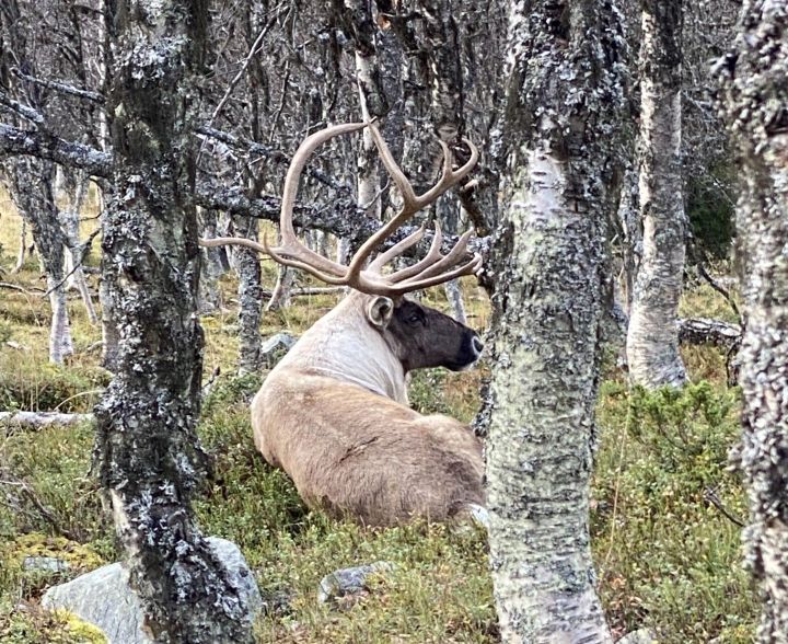 På parti med villreinen