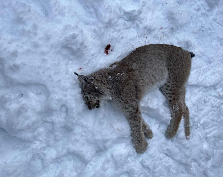 Gaupejakta var fort unnagjort