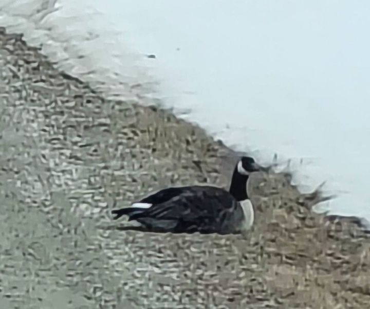 Gås på ville veier