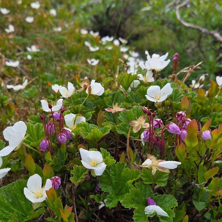 Det blomstrer i fjellet