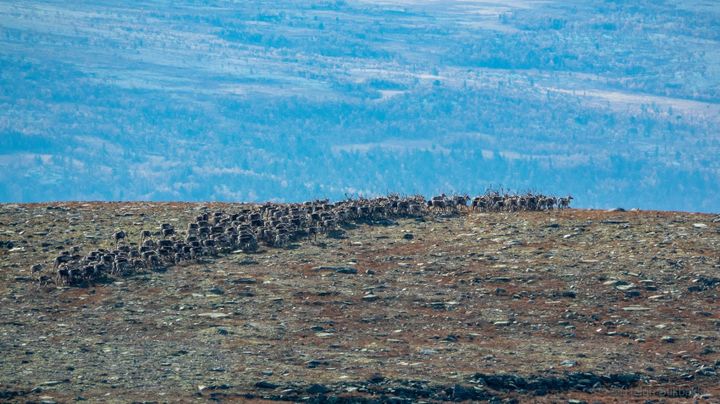 En hilsen fra fjellet
